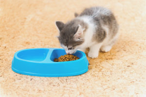  Kattungen spiser ikke tørr mat.