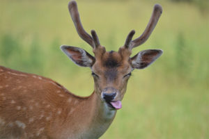  Fallow deer