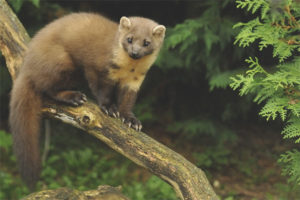  Pine marten