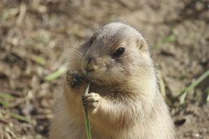  Prairie dogs