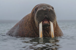  Walrus