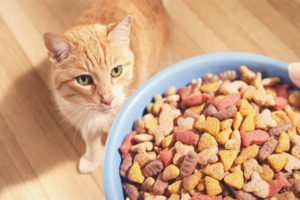  Er det mulig å mate en katt bare tørr mat