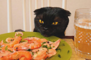  Can cats give shrimp