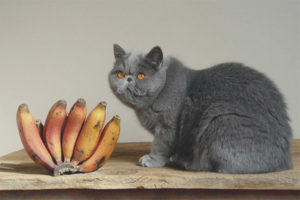  חתולים וחתולים יכולים לשאת בננות