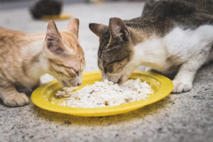  แมวและแมวสามารถให้ข้าวได้หรือไม่