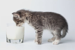  Is it possible for kittens to give kefir