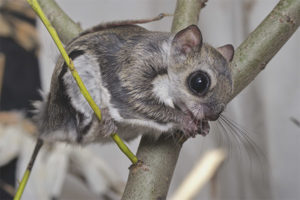  Fliegendes Eichhörnchen