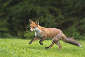  Common fox