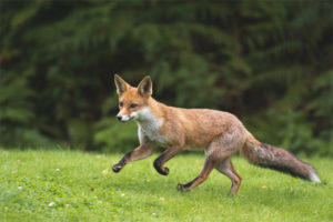  Renard commun