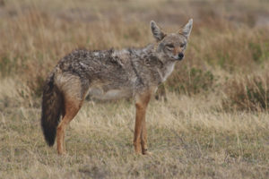  Chacal común