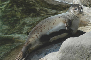  Common seal