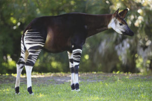  Okapi