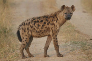  Hyena yang terkena