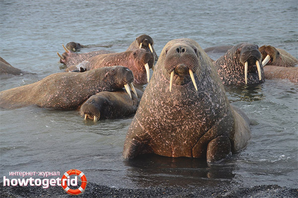 Morsa - Fatos, dieta, habitat e fotos em