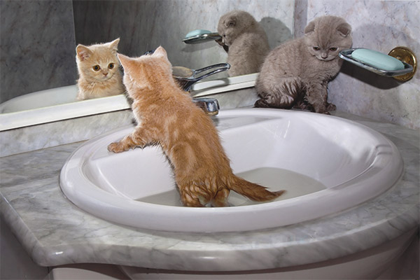 À partir de quel âge peut-on laver les chatons?