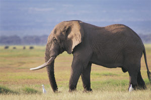  Elefante