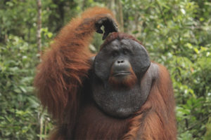  Sumatrano orangutanas