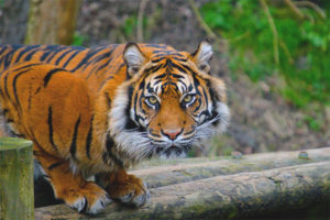  Sumatran tigre