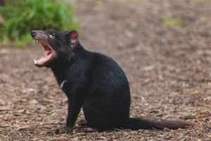  Tasmanian devil