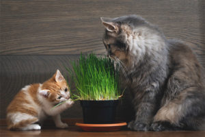  Gras für Katzen und Katzen