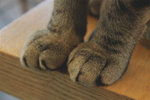  Con mèo có bàn chân lạnh.