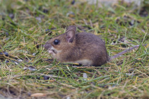  Yellow Throated Mouse