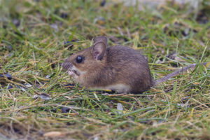  Gelbe Throated Mouse