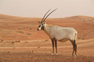  Oryx Arab