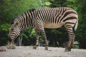  Munte zebra