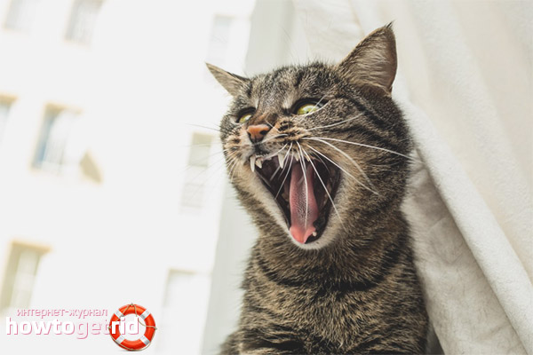  كيفية التعامل مع القط الذي يصرخ في كل وقت