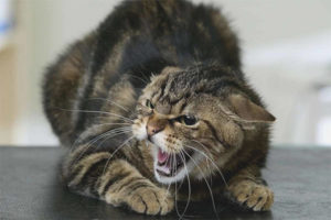  Come si manifesta la rabbia nei gatti