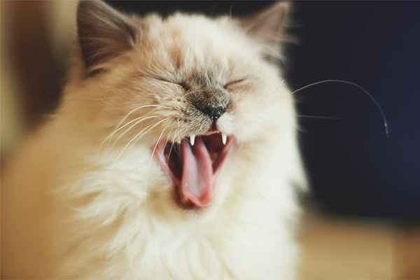  كيف تهدئ القطة حتى لا تصرخ