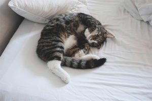  A macska egy álomban zúg