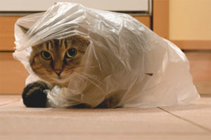  Mačka liže pakete