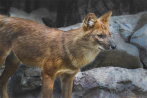  Red Wolf