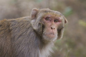  Rhesus macaque