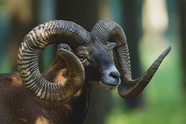 Mouflon - descripción, hábitat, estilo de vida