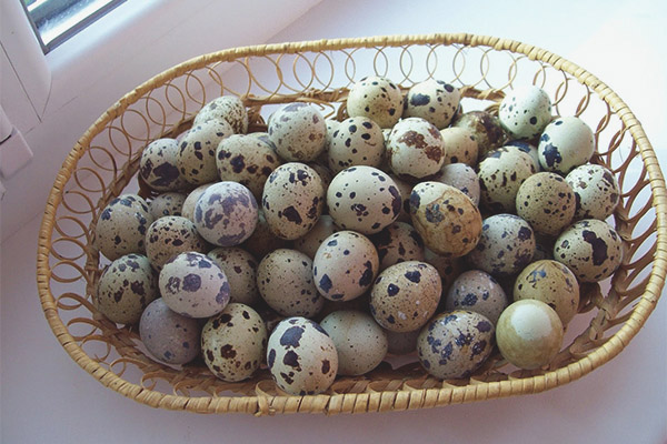  How many quail eggs can be eaten per day