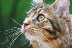  Kenapa kucing dan kucing memerlukan kumis