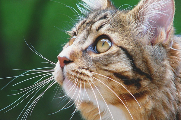 Tại sao một con mèo và một con mèo cần một bộ ria mép: chức năng ria mép