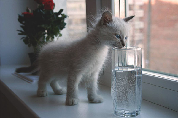  القط لا يشرب الماء